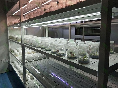 雨花台植物组织培养实验室设计建设方案